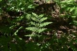 Dryopteris carthusiana. Вайя с аномальной верхушкой. Калужская обл., Боровский р-н, окр. деревни Семичёво, правый берег р. Руть, смешанный лес. 4 июня 2022 г.