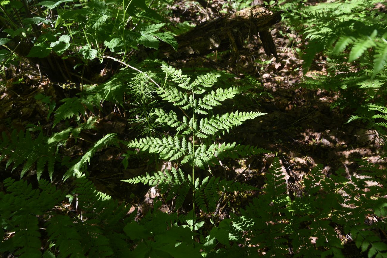 Изображение особи Dryopteris carthusiana.