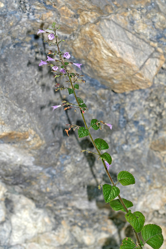 Изображение особи Clinopodium menthifolium.