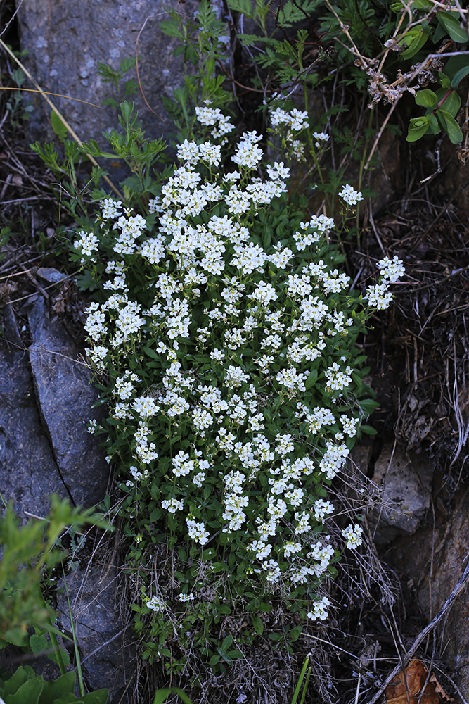 Image of Draba cardaminiflora specimen.