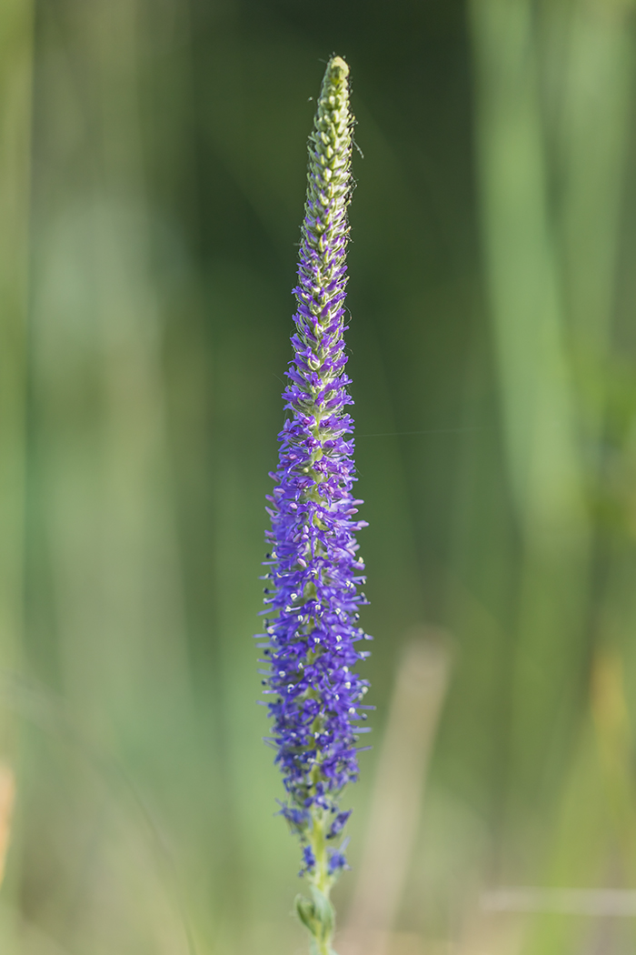 Изображение особи Veronica spicata.