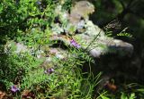 Vicia japonica. Цветущее растение. Приморский край, Ольгинский р-н, окр. пгт Ольга, южный отрог горы Крестовая, каменистая россыпь. 10.07.2022.