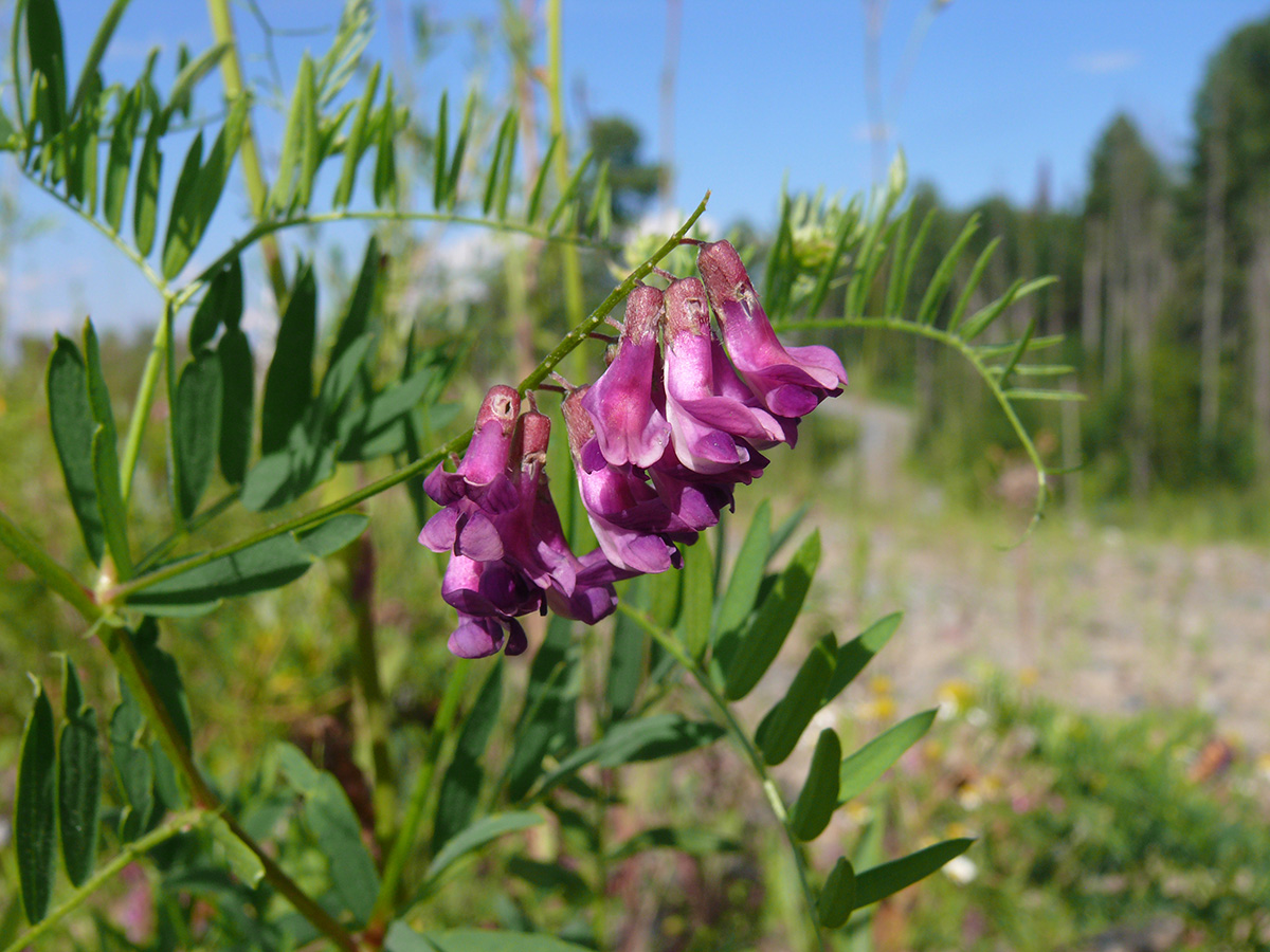 Image of Vicia nervata specimen.