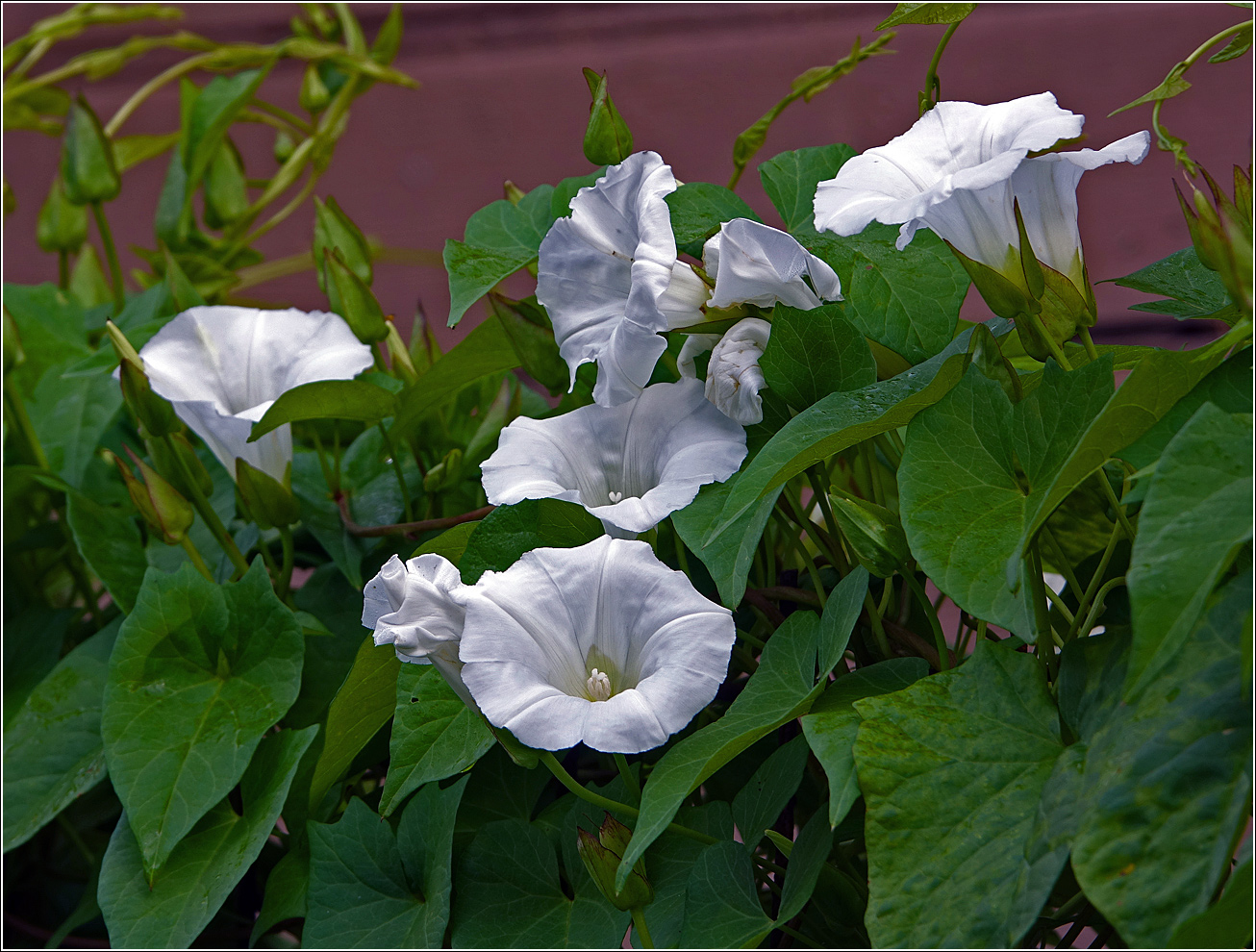 Изображение особи Calystegia sepium.