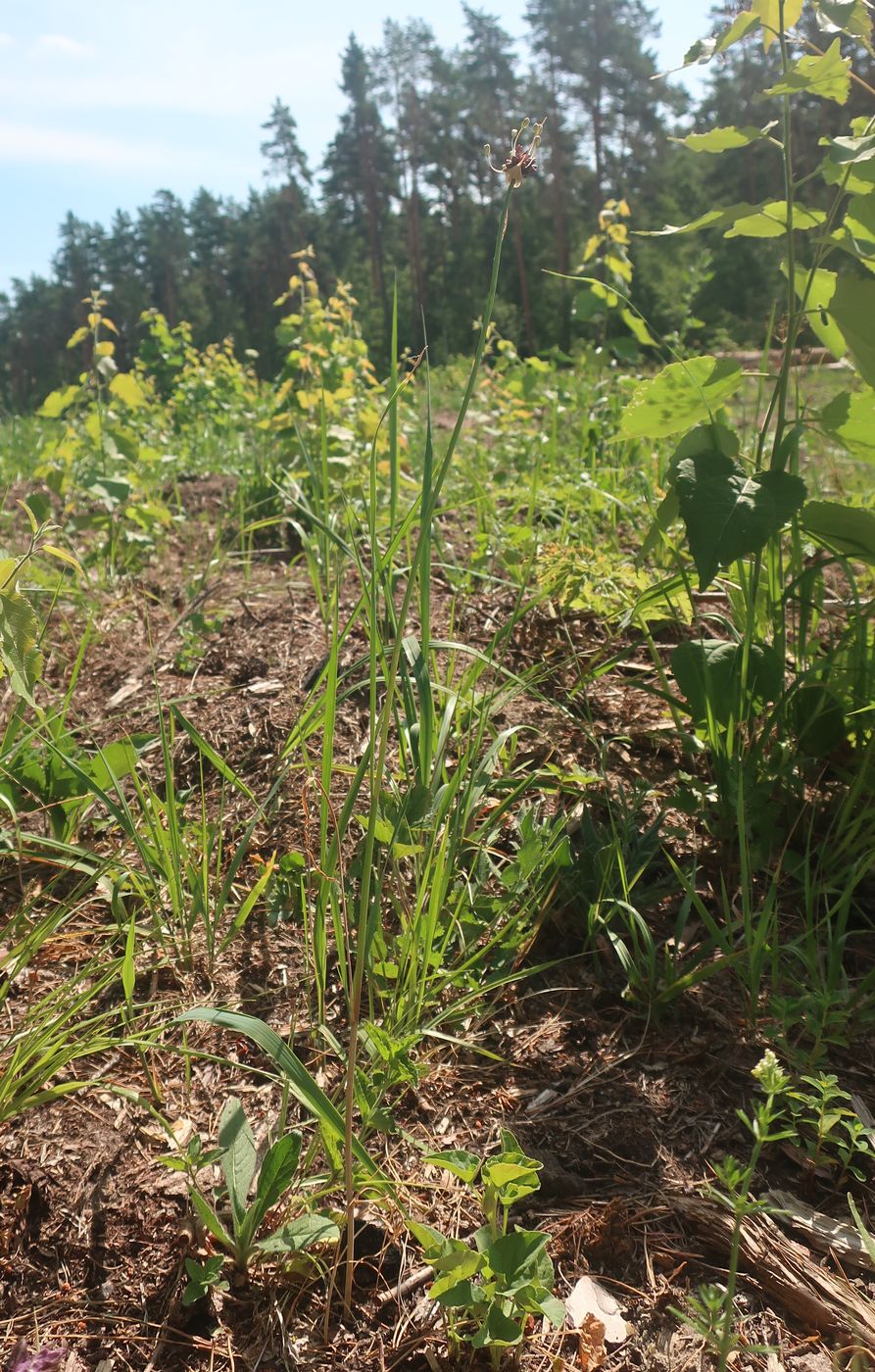 Изображение особи Allium oleraceum.