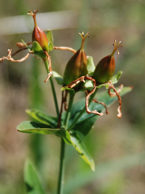 Image of Hypericum ascyron specimen.