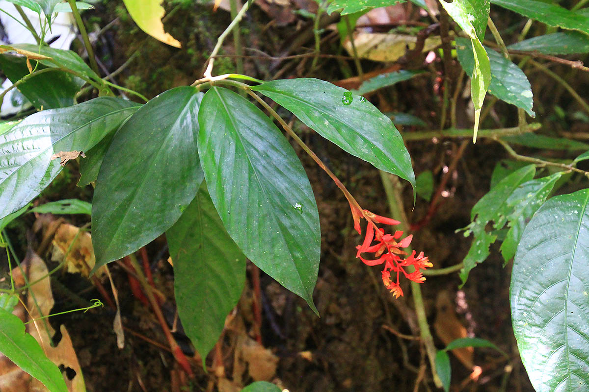 Image of familia Marantaceae specimen.