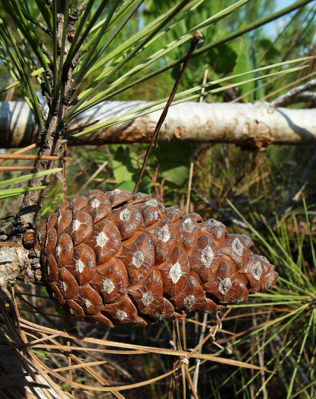 Изображение особи Pinus brutia.