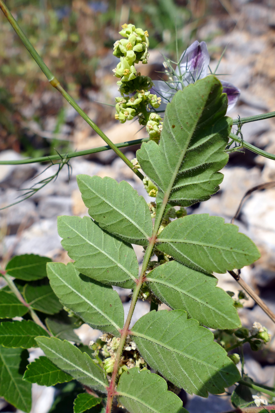 Изображение особи Rhus coriaria.