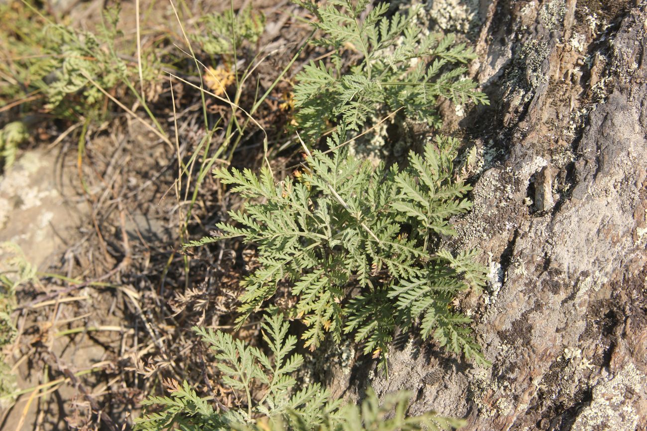 Image of Artemisia stechmanniana specimen.