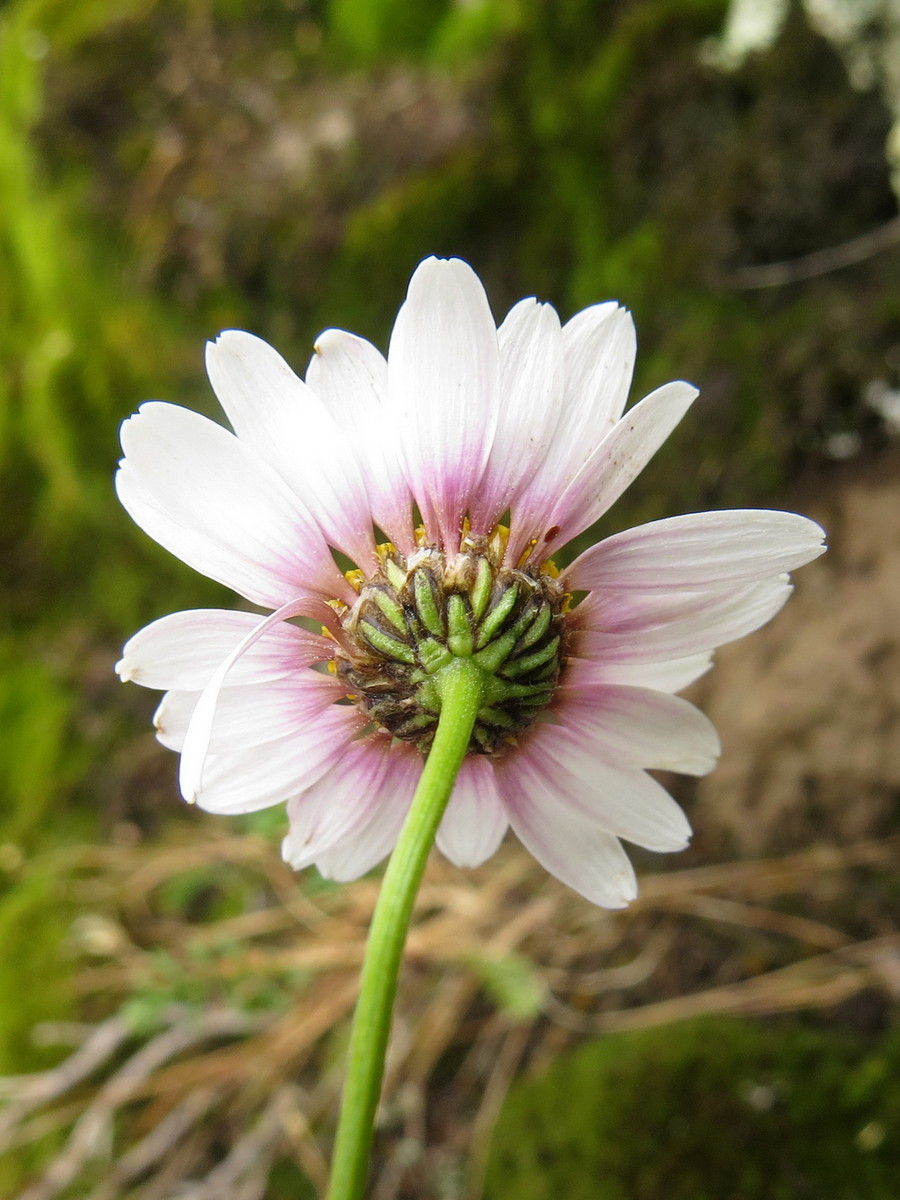 Image of Richteria pyrethroides specimen.