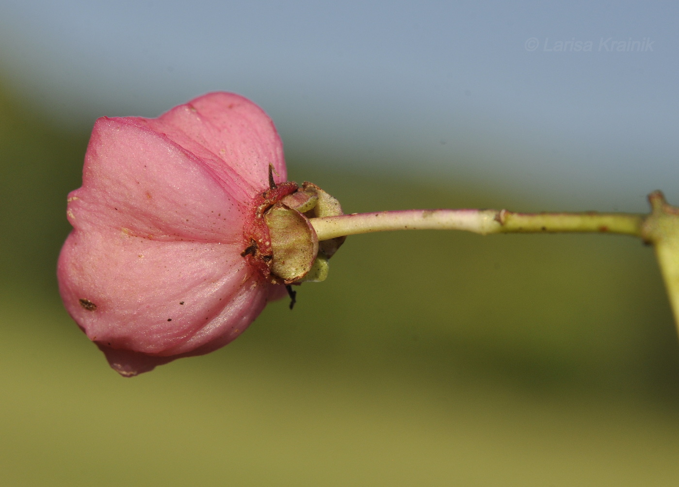 Изображение особи Euonymus maackii.