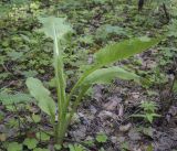 Crepis sibirica