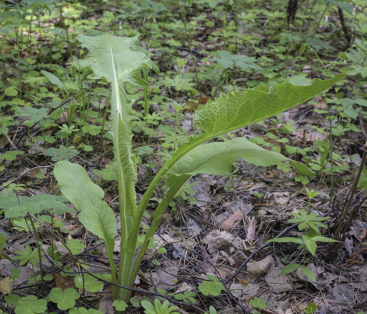 Image of Crepis sibirica specimen.