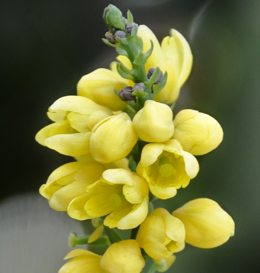 Image of Mahonia bealei specimen.