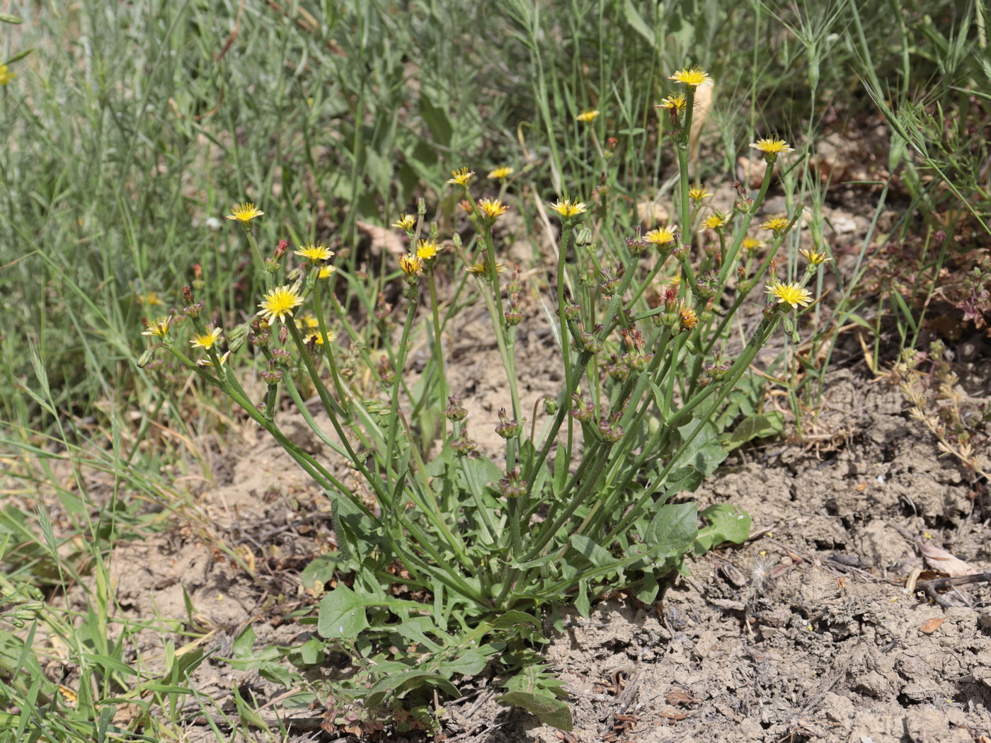 Image of Zacintha verrucosa specimen.