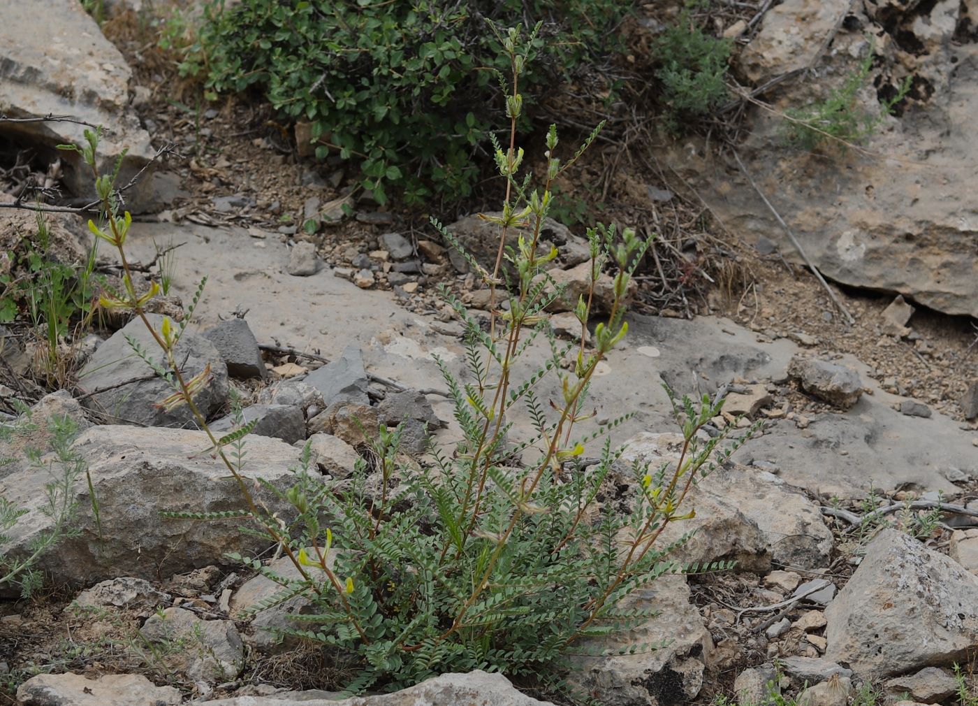 Изображение особи Astragalus baissunensis.