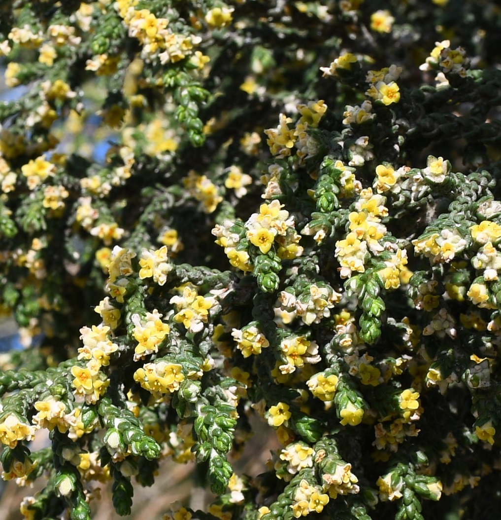 Image of Thymelaea hirsuta specimen.