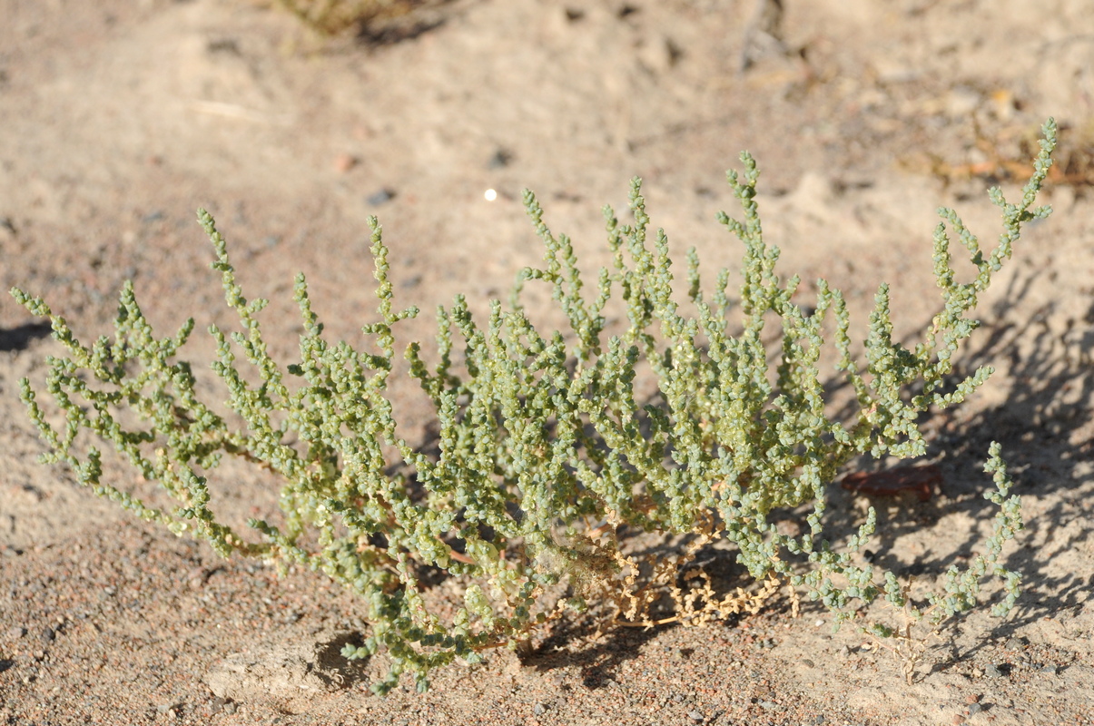 Image of Salsola nitraria specimen.