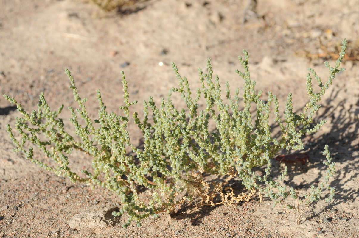 Изображение особи Salsola nitraria.