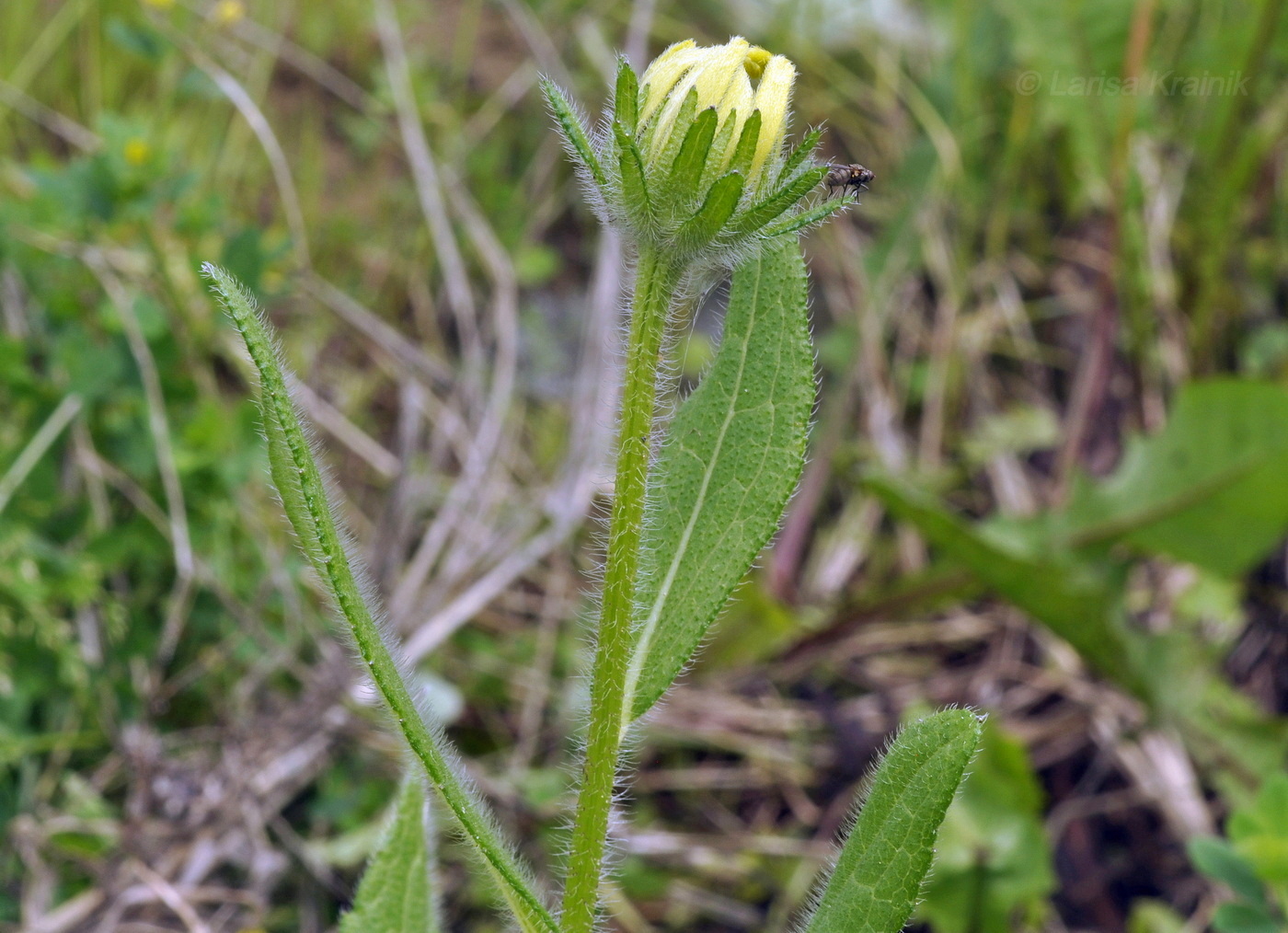 Image of Rudbeckia hirta specimen.