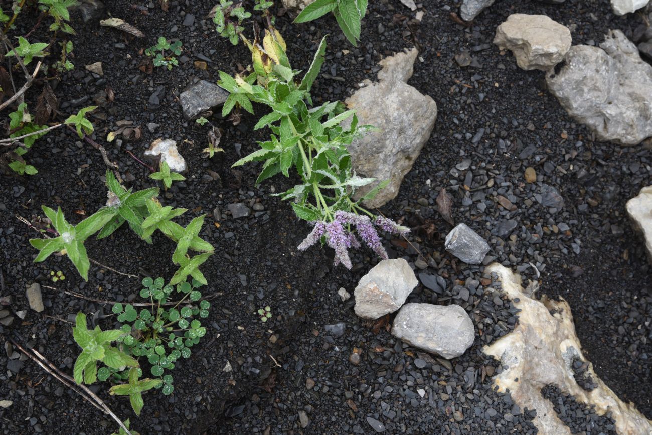 Image of Mentha longifolia specimen.