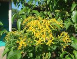 Senecio sarracenicus