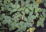 Potentilla micrantha