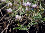 Astragalus captiosus. Верхушки побегов с соцветиями. Кабардино-Балкария, Приэльбрусье, долина р. Адыр-Су, обрывистый участок лугового склона. 12.07.2016.