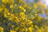 Senna artemisioides. Верхушка побега с цветками и бутонами. Израиль, г. Бат-Ям, в культуре. 28.02.2023.