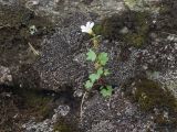 Saxifraga sibirica. Цветущее растение. Карачаево-Черкесия, Урупский р-н, Кавказский биосферный заповедник, Имеретинские озёра, у оз. Буша, ≈ 2800 м н.у.м., на скале. 27.07.2022.