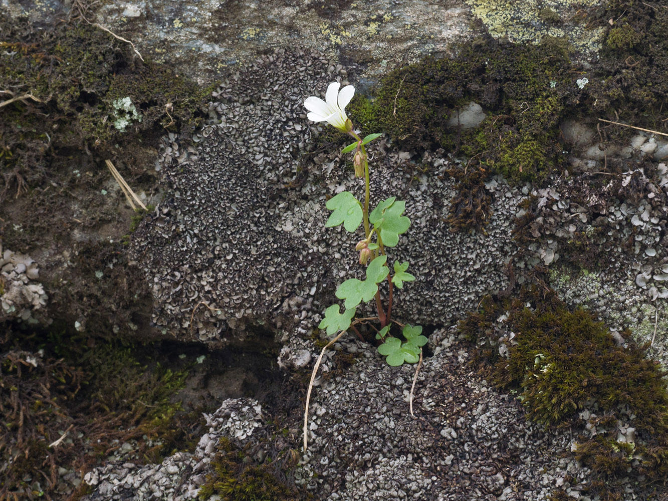 Image of Saxifraga sibirica specimen.