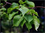 Tilia cordata