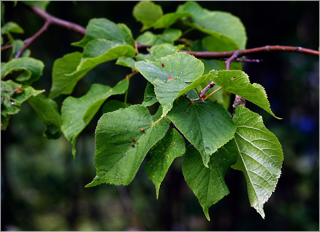 Изображение особи Tilia cordata.