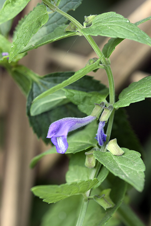 Image of Scutellaria galericulata specimen.