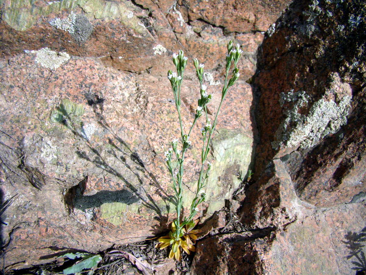 Image of Petrorhagia alpina specimen.