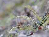 Asplenium incisum. Спороносящее растение с муравьём (Formica sp.). Амурская обл., Архаринский р-н, Хинганский заповедник, кластер \"Хинганское\", басс. р. Эракта, крутой каменистый склон, широколиственный лес. 09.05.2022.