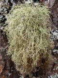 Usnea hirta