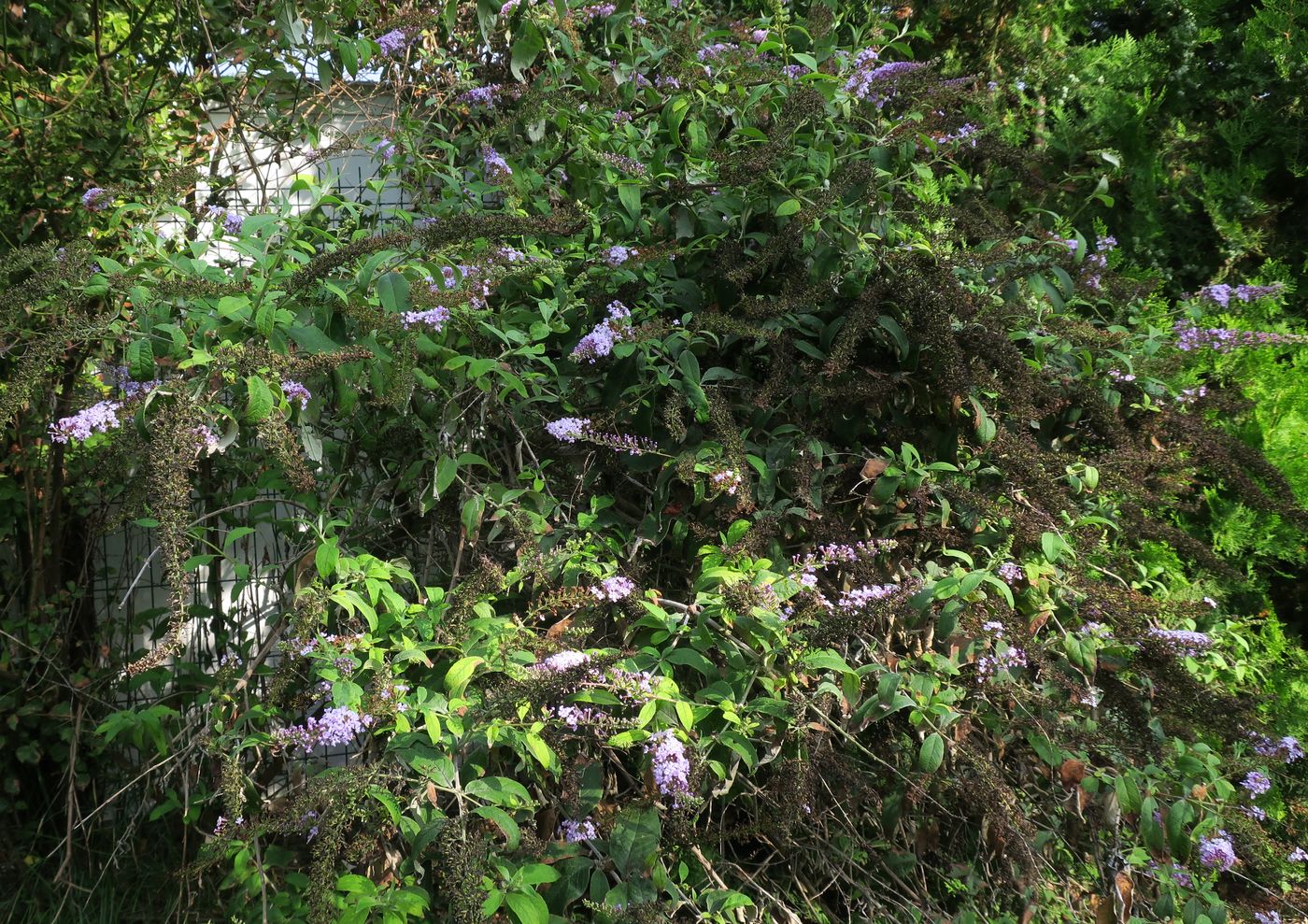 Image of Buddleja davidii specimen.