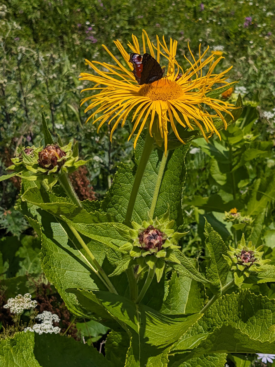 Image of Telekia speciosa specimen.