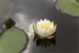 Nymphaea candida