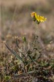 род Hieracium