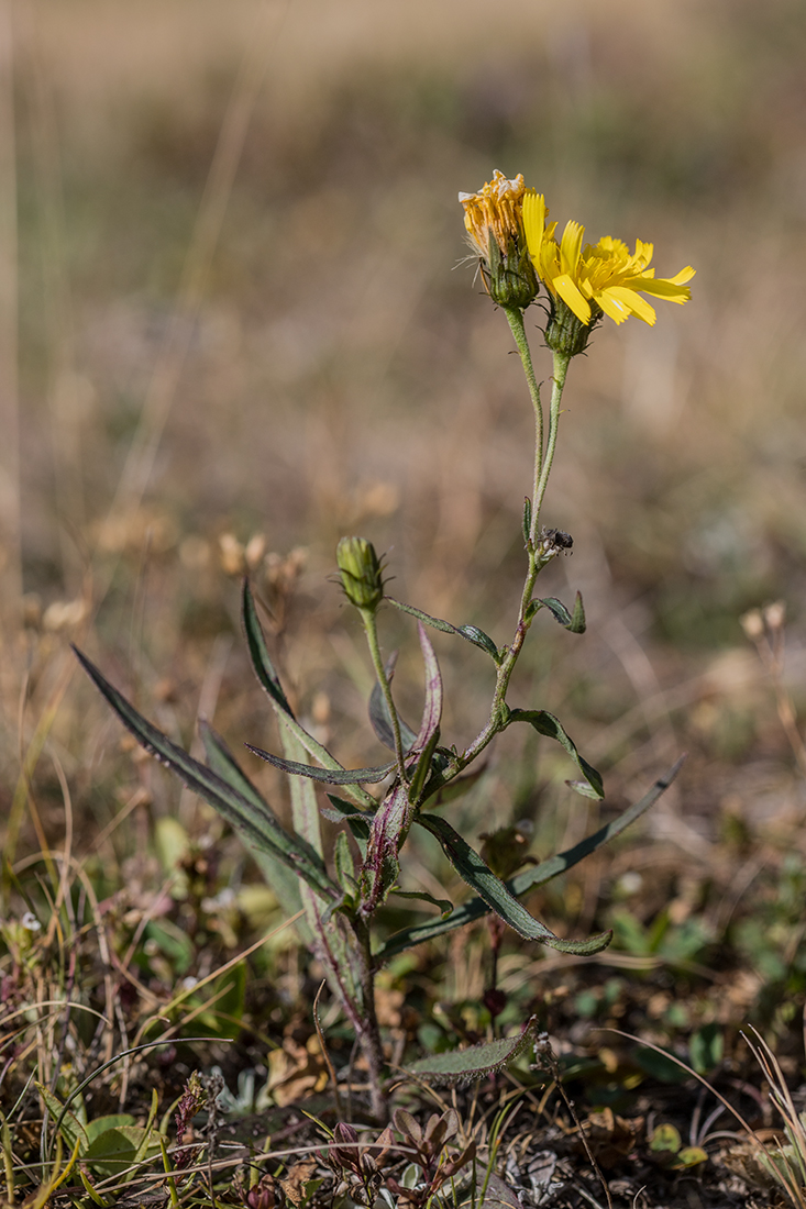 Изображение особи род Hieracium.