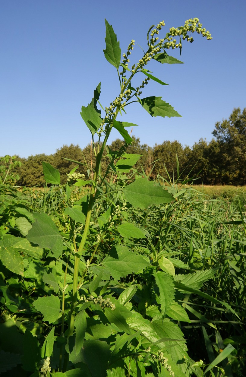 Image of Chenopodium album specimen.