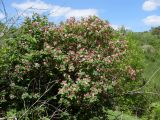 Lonicera tatarica. Цветущее растение. Ростовская обл., Аксайский р-н, окр. хутора Александровский, склон балки. 11.05.2017.