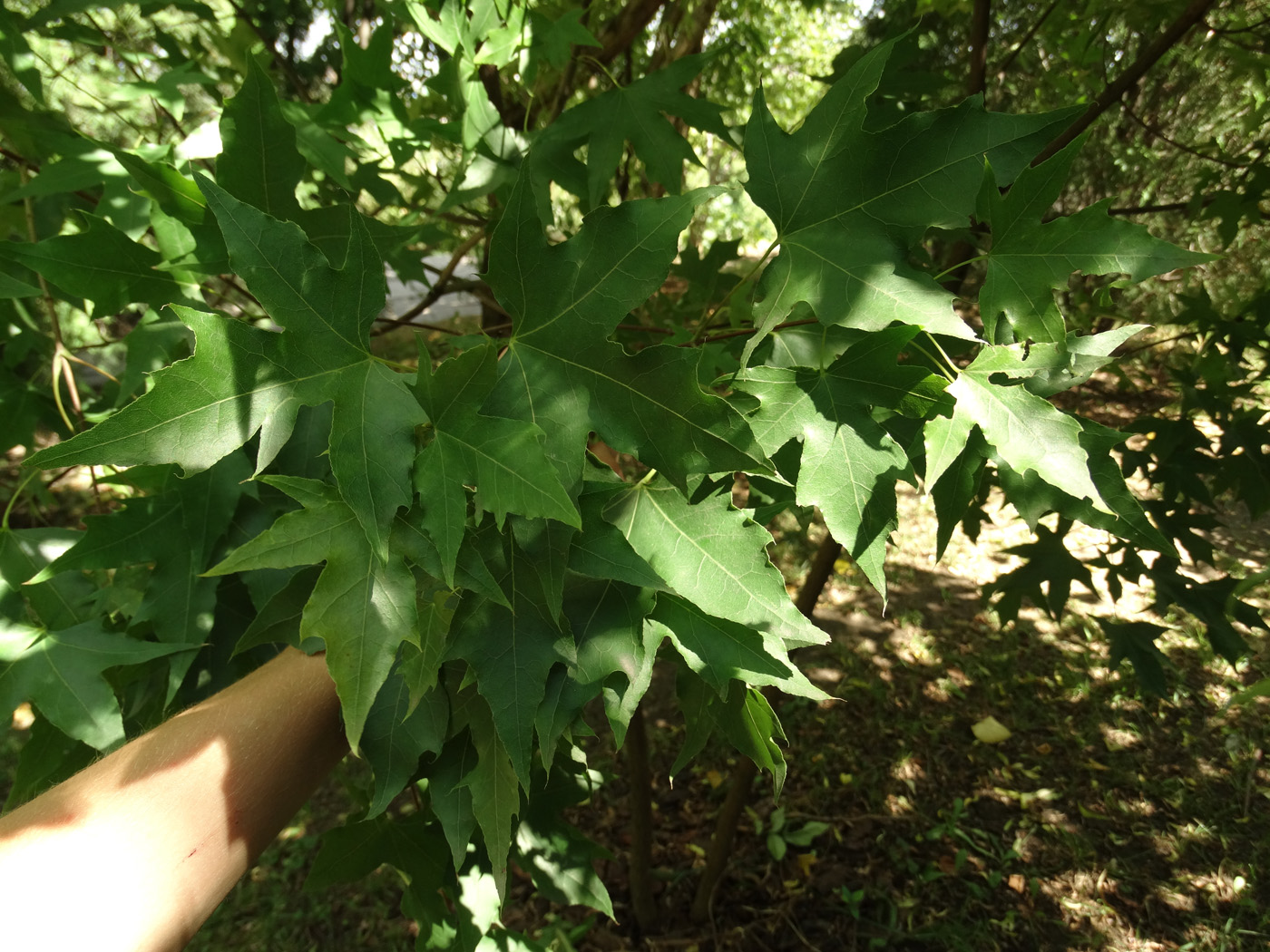 Image of genus Acer specimen.