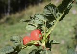 genus Rosa. Верхушка побега с плодами. Испания, Каталония, пров. Жирона, комарка Рипольес, муниципалитет Сеткасес, окр. н.п. Сеткасес, ≈1500 м н.у.м., южный склон горы Puig d’en Santana, опушка смешанного леса. 08.10.2023.
