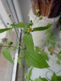 Galinsoga parviflora