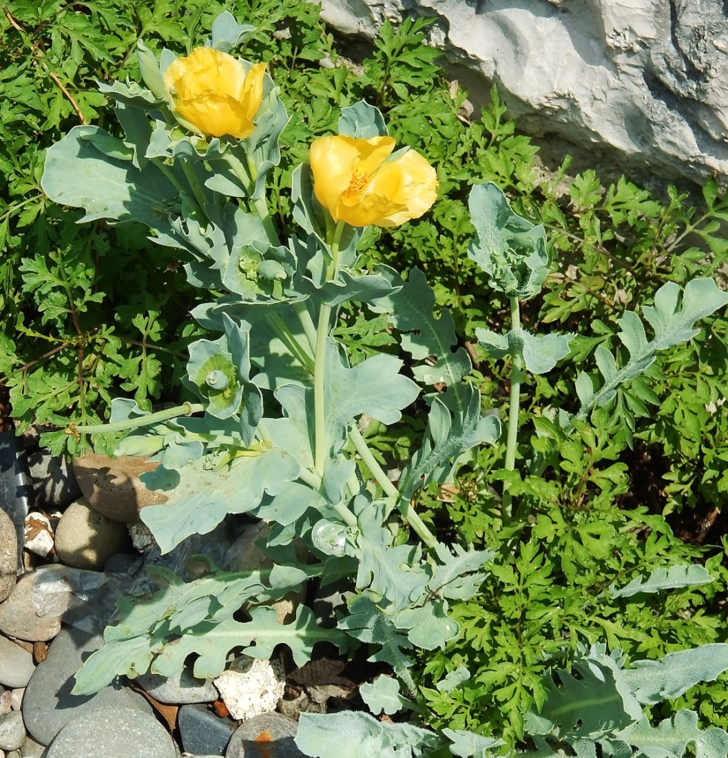 Изображение особи Glaucium flavum.