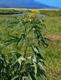 Senecio cannabifolius. Верхушка цветущего растения. Курильские о-ва, о-в Итуруп, долина р. Рейдовая, окраина заливного луга. 23.08.2023.